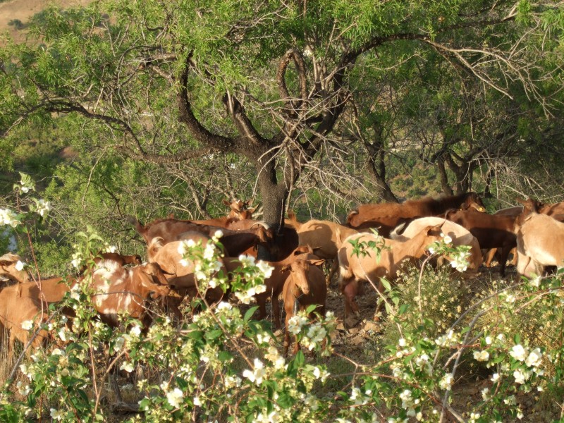 Anadalusien 2009 - 0596 
